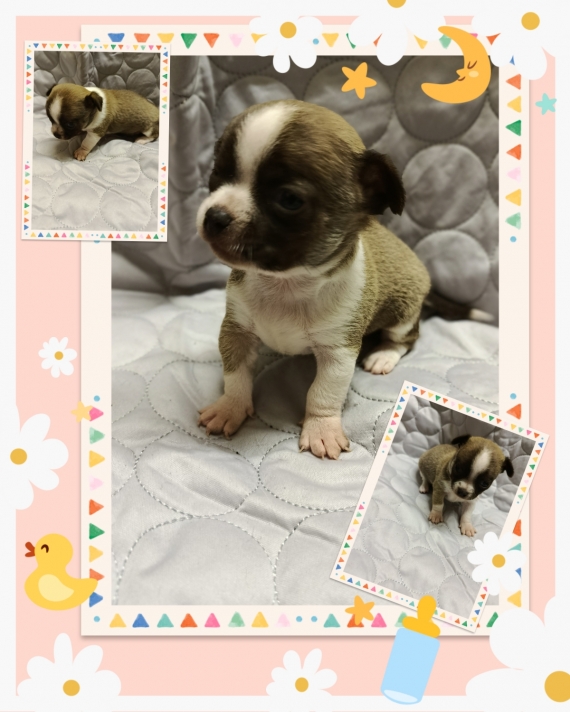 Petite femelle Chihuahua née le 01/10/2025 est proposée – vendue 950 €.