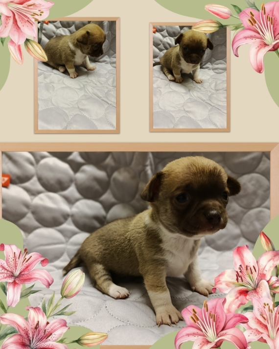 Petit mâle Chihuahua né le 01/10/2025 est proposé – vendu 950 €.