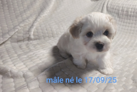 Petit mâle Coton de Tulear né le 17/09/2025 est proposé – vendu 1200 €.
