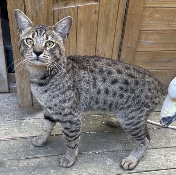 Petit mâle  né le 05/09/2025 est proposé – vendu 1850 €.