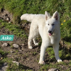 Chiot Berger Blanc  vendre au prix de 1000  vaccin et identifi.