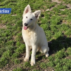 Chiot Berger Blanc de race LOF avec pedigree  adopter.