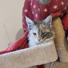 Adoption chaton Maine Coon au prix de 1400 €