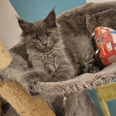 Ce petite mâle Maine Coon proposé à l'achat est né le 12/08/2025.