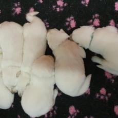 Berger Blanc chiot vendu 1850 €