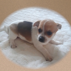 Acheter Chihuahua bébé pour 749 €