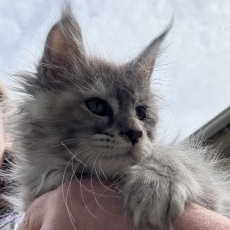 Cette petite femelle Maine Coon propose  l'achat est ne le 25/07/2025.