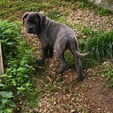 Adoption chiot Cane Corso au prix de 800 €