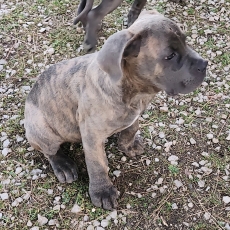 Acheter Cane Corso bébé pour 800 €