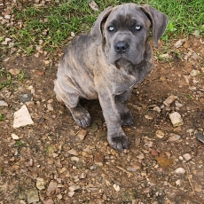 Adoption chiot Cane Corso au prix de 800 €