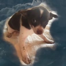 Chihuahua chiot vendu 749 €