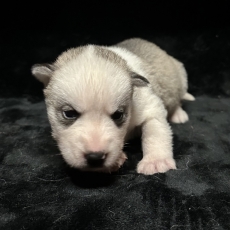 Adoption chiot Husky Sibérien au prix de 1150 €
