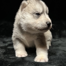 Acheter Husky Sibérien bébé pour 1150 €