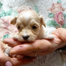 Acheter Bichon Havanais bébé pour 1200 €