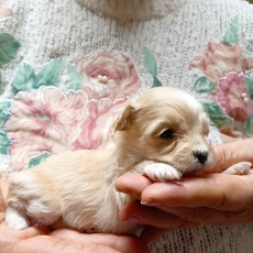Chiot Bichon Havanais à adopter au prix de 1400 €