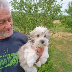 Adoption chiot Coton de Tulear au prix de 1400 €