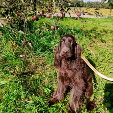Cocker Anglais Spaniel chiot vendu 1200 €