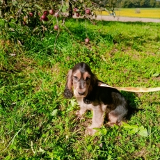 Chiot Cocker Anglais Spaniel à adopter au prix de 1500 €
