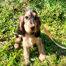 Chiot Cocker Anglais Spaniel à adopter au prix de 1500 €