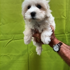 Adoption chiot Coton de Tulear au prix de 1400 €