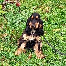 Acheter Cocker Anglais Spaniel bébé pour 1200 €