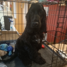 Chiot Cocker Anglais Spaniel à adopter au prix de 1100 €