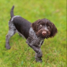 Braque Allemand à poil dur chiot vendu 550 €