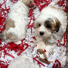 Coton de Tulear chiot vendu 1400 €