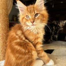 Adoption chaton Maine Coon au prix de 1300 €
