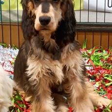 Adoption chiot Cocker Anglais Spaniel au prix de 1200 €
