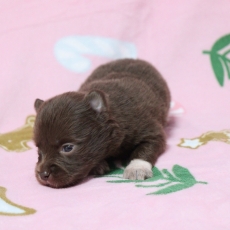 Adoption chiot Chihuahua au prix de 960 €