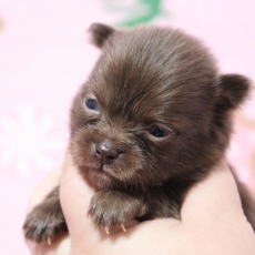 Chihuahua chiot vendu 1060 €