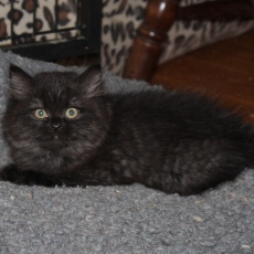 Chaton British Longhair à adopter au prix de 1200 €