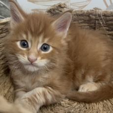 Chaton Maine Coon à vendre au prix de 1750 € vacciné et identifié.
