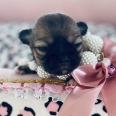 Acheter Chihuahua bébé pour 1270 €