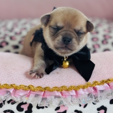 Chiot Chihuahua à adopter au prix de 1070 €