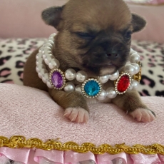 Acheter Chihuahua bébé pour 1270 €