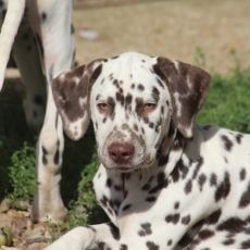 Ce petite mle Dalmatien propos  l'achat est n le 21/05/2025.