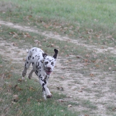 Chiot Dalmatien de race LOF avec pedigree à adopter.