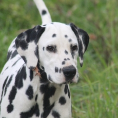 Chiot Dalmatien de race LOF avec pedigree  adopter.