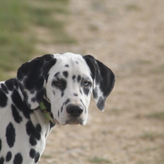 Ce petite mle Dalmatien propos  l'achat est n le 07/05/2025.