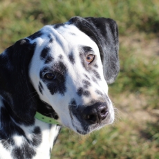 Chiot Dalmatien  vendre au prix de 1000  vaccin et identifi.