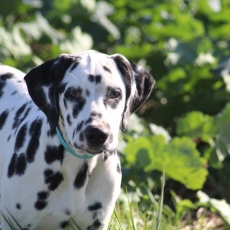 Chiot Dalmatien de race LOF avec pedigree  adopter.