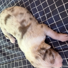 Acheter Berger australien bébé pour 1000 €