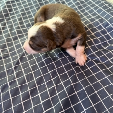 Chiot Berger australien à adopter au prix de 700 €