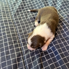 Chiot d'apparence de race Berger australien à adopter.