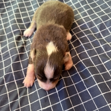 Berger australien chiot vendu 700 €