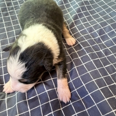 Berger australien chiot vendu 700 €