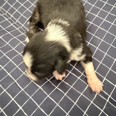 Adoption chiot Berger australien au prix de 700 €