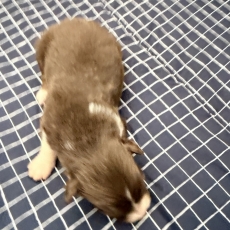 Berger australien chiot vendu 700 €